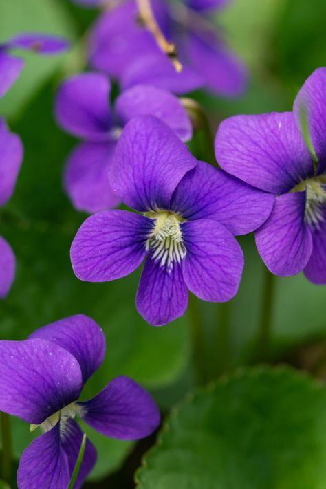 Common Blue Violet #wildflowers #floridawildflowers #florida Wild Violet Tattoo, Blue Violet Flower, Common Blue Violet, Violet Tattoo, Wild Violets, Violet Flower, Blue Violet, Book Design, Wild Flowers