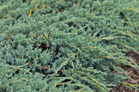 Creeping Juniper (Juniperus horizontalis) is a low maintenance and vigorous ground cover. It suppresseses weeds and works well on slopes Creeping Juniper, Creeping Plants, Juniperus Horizontalis, Juniper Shrub, Juniper Plant, Cedar Plant, Drought Tolerant Shrubs, Front Yards Curb Appeal, Low Maintenance Shrubs