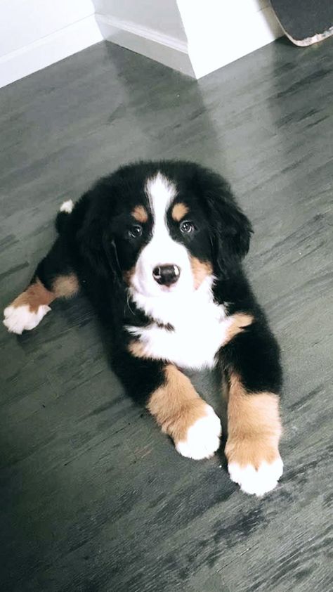 Burmese Mountain Dogs, Super Cute Puppies, Bernese Mountain Dogs, Really Cute Dogs, Baby Animals Pictures, Cute Little Puppies, Cute Animals Images, Puppy Breeds