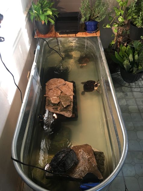 Turtle Tank Ideas Outdoor, Turtle Tank Setup Ideas Diy, Turtle Pool, Outdoor Aquatic Turtle Enclosure, Water Turtle Tank Ideas, Turtle Stock Tank, Stock Tank Turtle Pond, Aquatic Turtle Tank Ideas, Turtle Tank Setup Ideas