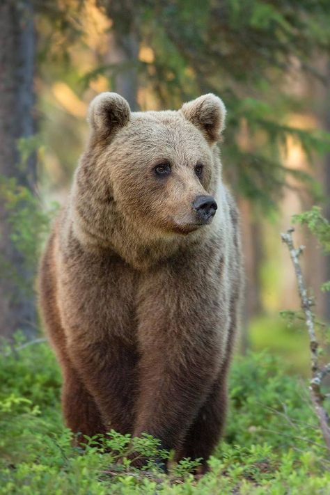 Brown Bear (Ursus arctos) / Ours brun / Image by harryreadphoto (Harry Read) from instagram Ussuri Brown Bear, Eurasian Brown Bear, Bear Side Profile, Brown Bear Aesthetic, Bear Reference, Photo Ours, Cute Brown Bear, Bear Aesthetic, Brown Bears