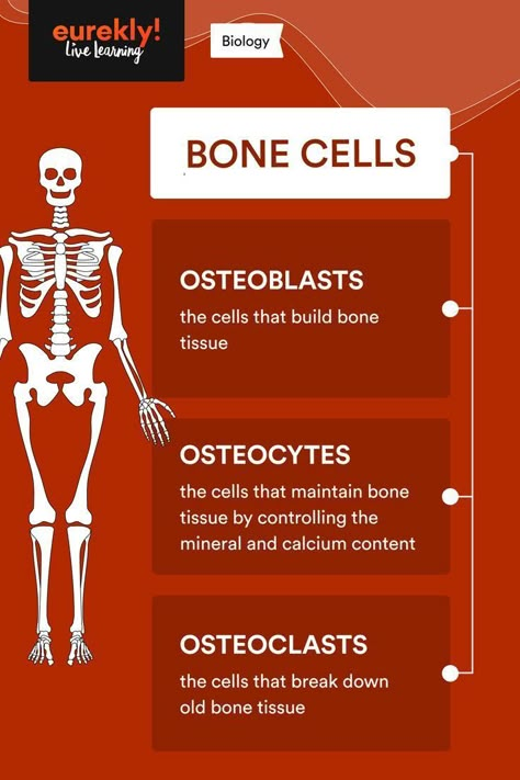 Bone Cells, Medical Terminology Study, Bone Tissue, Medical Assistant Student, Learn Biology, Nursing School Essential, Medical School Life, Nursing School Motivation, Basic Anatomy And Physiology