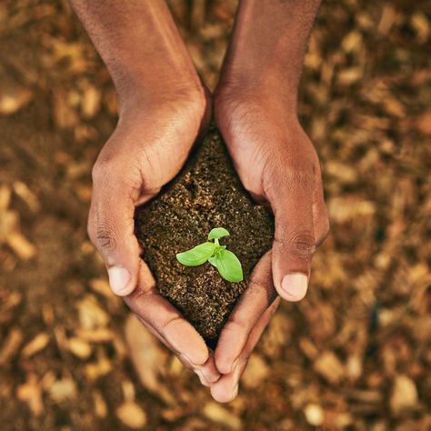 As enslaved Africans made their way to the New World, their herbal traditions and medicine-making practices were carried along with them. They relied on herbal folk medicine to treat specific conditions while being forced to work on plantations. During #BlackHistoryMonth, we invite you to explore the use of herbal medicinal practices by African American herbalists, including three plants traditionally used by enslaved people for medicinal purposes: Boneset, Mullein, and Cotton. Folk Medicine, Black Women Herbalist, African American Herbalism, University Of Denver, Herbal Plants, Reproductive Health, Traditional Medicine, Medicinal Plants, Herbal Medicine