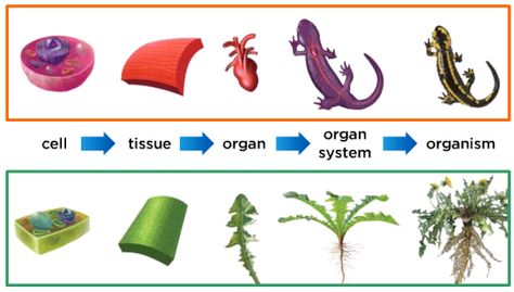 Ch1.1 Cells > Tissue > Organ > Organ Systems > Organism (same images as used in McGrawHill Gr 5 Science textbook) Cell Tissue Organ Organ System Organism, Science Textbook, Morning Routine Checklist, Cells And Tissues, Routine Checklist, Science Lesson, Organ System, Plant Cell, Plant Science