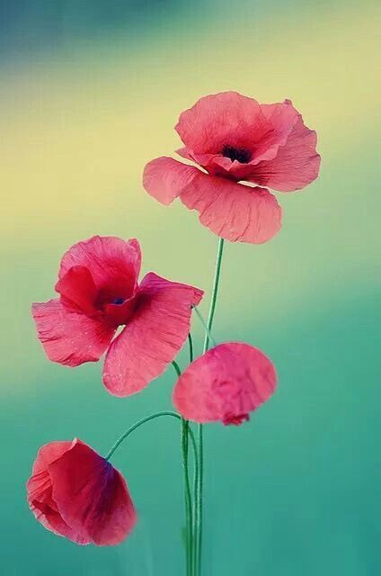 Exotic Flowers, Poppy Flower, Beautiful Blooms, Flowers Nature, Love Flowers, Flower Wallpaper, Flowers Photography, My Flower, Pretty Flowers