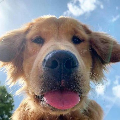 Funny dog, cute dog, Golden retriever, dog selfie funny dog pictures, dog aesthetic, dog time. Dog Selfie Funny, Dog Golden Retriever, Aesthetic Dog, Dog Aesthetic, Dog Selfie, Funny Dog Pictures, Dog Cute, Cute Puppy, Retriever Dog