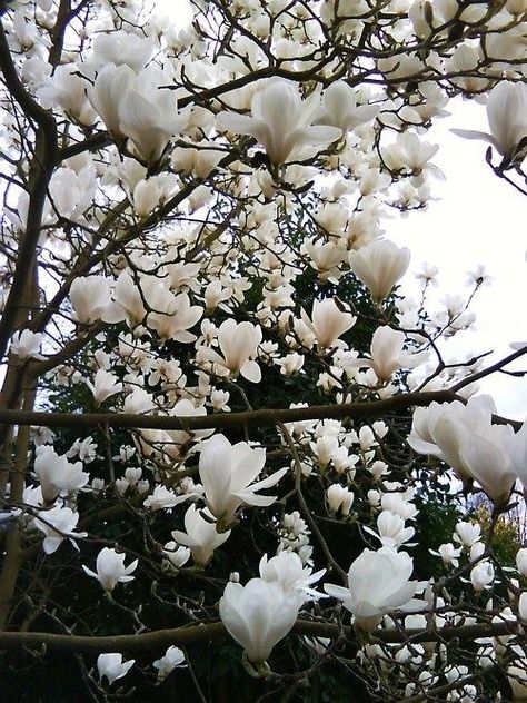 Magnolia tree varieties bloom in white, pink, magenta, yellow, and many hues in between. Magnolia Blossom, Flowers Blooming, White Magnolia, Moon Garden, Magnolia Trees, Tree Seeds, White Gardens, Magnolia Flower, Garden Trees