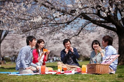 Hanami Japanese Festival, Japanese Sakura, Cherry Blossom Festival, Japanese Sake, Sakura Tree, Flower Festival, Aesthetic Japan, Picnic In The Park, Japanese Culture