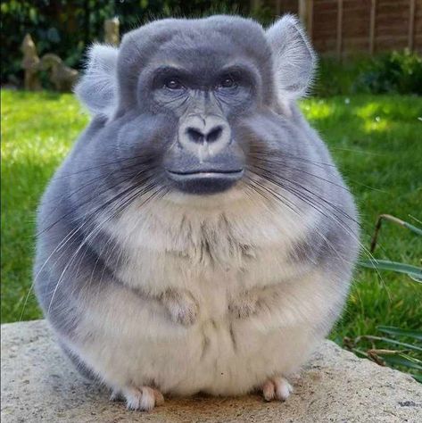 Silly Animal Pictures, Chinchilla Cute, Fat Animals, Ugly Animals, Monkey Pictures, Adorable Kittens, Goofy Pictures, Silly Animals, Silly Pictures