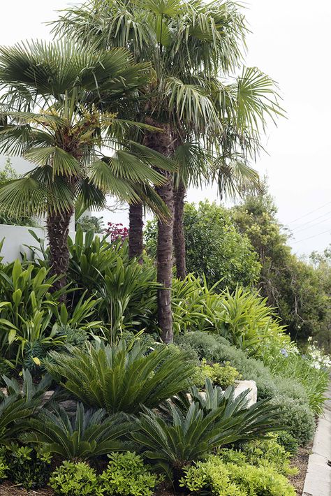 Windy Gardens | Secret Gardens: Sydney Landscape Architecture Windy Garden Ideas, Plumeria Tree Landscape, Modern Tropical Landscape Design, Landscaping With Palms, Secret Garden Ideas Backyard, Modern Australian Garden, Modern Tropical Garden, Sydney Landscape, Garden Composition