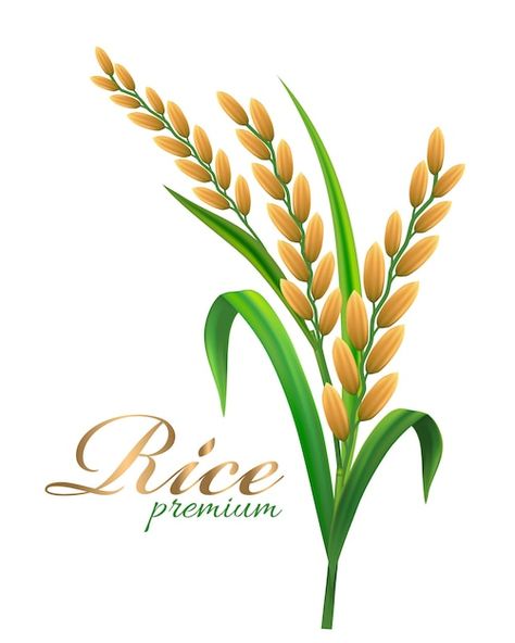 Vector rice realistic illustration | Premium Vector #Freepik #vector #rice-seed #rice-grain #rice-illustration #rice Wheat Rice, Realistic Illustration, Christmas Tree Coloring Page, Vegetable Rice, Buddha Zen, Rice Grain, Natural Logo, Vector Photo, Premium Vector