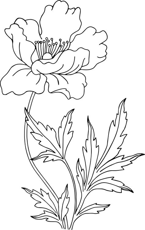 Poppy Coloring Pages Free Printable, Poppy Coloring Page, Beautiful Flower Drawings, Flower Line Drawings, Flower Drawing Tutorials, Flower Art Drawing, Flower Sketches, Pola Sulam, Flower Coloring Pages