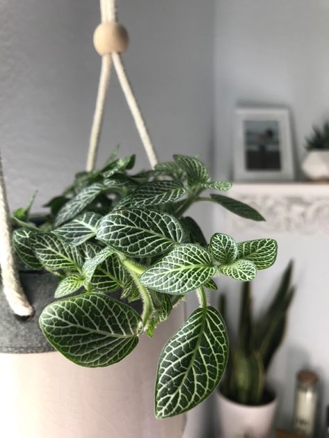 Beautiful detail, and easy to grow. #nerveplant #plantcare #planting #plantlady Nerve Plant Care, Nerve Plant, Propagating Plants, All About Plants, Plant Lady, Nerve, Plant Care, Macrame Plant Hanger, Plant Hanger