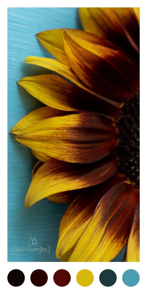 Yellow and turquoise blue color palette inspired by Sunflower on blue. Turquoise Mustard Color Palette, Sunflower Color Palette, Auburn Wedding, Turquoise Color Scheme, Teal Color Palette, Yellow And Turquoise, Red Sunflowers, Black Color Palette, Beach Bathroom