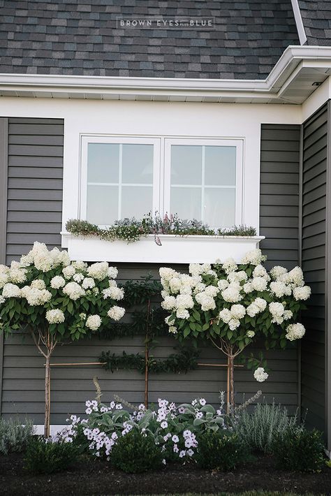 Blushing Bride Hydrangea, Rose Of Sharon Tree, Front Yard Planters, Hydrangea Tree, Hydrangea Landscaping, Landscaping Flowers, Eyes Blue, Home Landscaping, White Gardens