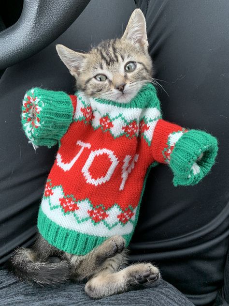 Cat Christmas Outfit, Kitten Sweater, Cat Christmas Sweater, Getting A Kitten, Smelly Cat, Winter Cat, Christmas Kitten, Cat Holidays