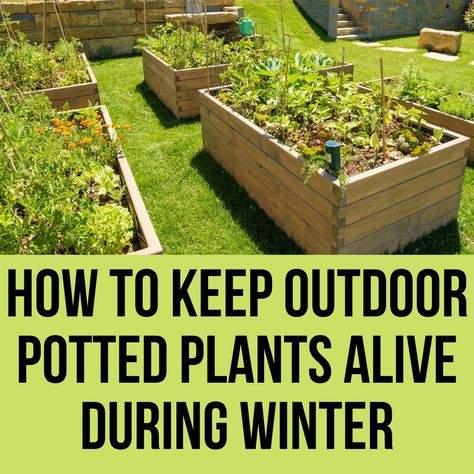 If the primary concern in summer is about constant watering, in winter the main concerns are to protect the plants from frost and maintain the well-being of the lawn. Many plants enter the so-called vegetative rest but must be helped with some tricks for a luxuriant awakening in spring. During the winter it is essential … How To Keep Alive Outdoor Potted Plants In Winter? 2022 Read More »How To Keep Alive Outdoor Potted Plants In Winter? 2022 was first posted on September 30, 2022 at How To Keep Outdoor Plants Alive During Winter, Yard Landscaping On A Budget, Winter Potted Plants, Simple Landscaping Ideas, Outdoor Potted Plants, Gardening Beds, Keeping Plants Alive, Backyard Gardening Ideas, Winter Container Gardening