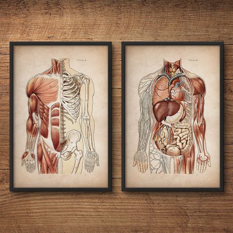 Anatomy Posters, Science Illustration, Medical Student Gift, Medical Gifts, Medical Art, Scientific Illustration, Anatomy Art, Human Anatomy, Student Gifts