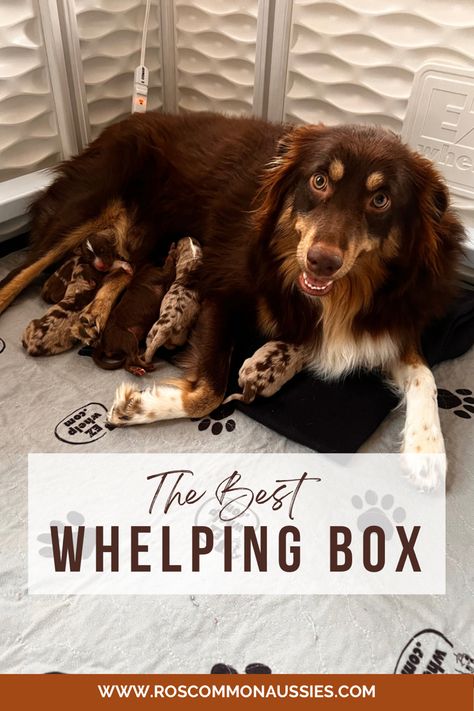 Whelping Box for Dogs and Puppies. Comes with all you need including washable pad. Click for a direct Amazon Affiliate Link. Whelping Box Ideas, Puppy Whelping, Dog Whelping, Dog Whelping Box, Whelping Puppies, Dog Birth, Puppy Playpen, Whelping Box, Puppy Pads Training