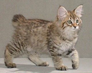 Bob Cats, American Bobtail Cat, Bobtail Cat, American Bobtail, American Curl, Söt Katt, Pixie Bob, Domestic Cat, Cane Corso