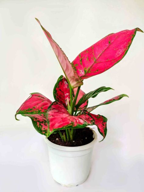 Aglaonema Pink, Aglaonema Plant, Soil Layers, Organic Matter, Plant Care, Soil, Make It, Plants, Pink