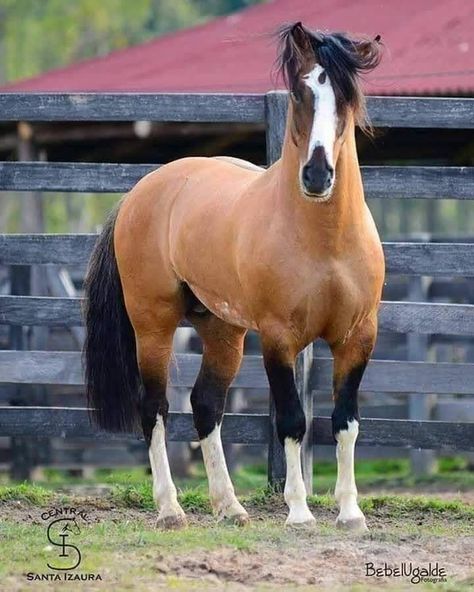 Unusual Horse, Horse Markings, Horse Coat Colors, Rare Horses, Beautiful Horse Pictures, Most Beautiful Horses, Horse Drawings, All The Pretty Horses, Horse Crazy