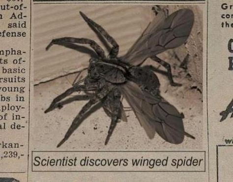 The story of the winged, flying spider is fake, as is the photo in circulation.  Arachnids do not have wings. Black House Spider, Spider Fly, Poisonous Spiders, Spider Web Tattoo, House Spider, Brown Recluse, Wolf Spider, Web Tattoo, Space Ghost