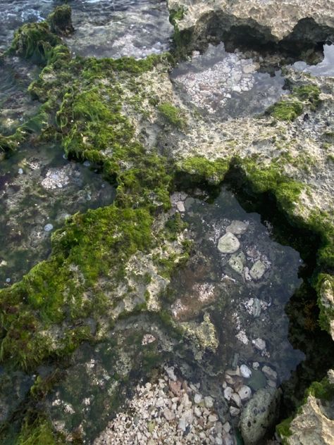 low tide • tidepooling • nature • animals • date • travel • pretty • aesthetic Tidepools Aesthetic, Tidepool Aesthetic, Natural Science Aesthetic, Tide Aesthetic, Tide Pools Aesthetic, Tide Pool Animals, Oregon Coast Tide Pools, Digital Photo Album, Tide Pool