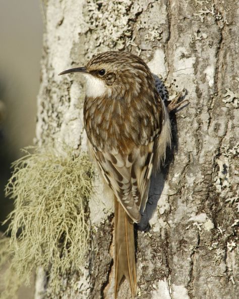 brown creeper Creeper Tattoo, Brown Creeper, Insect Eggs, Nuthatches, Life List, Bird Photo, Small Birds, Song Bird, Creepers