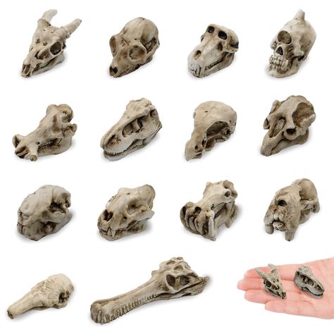 PRICES MAY VARY. Material: Made of high quality resin, strong and sturdy Length size range approx.1.12 to 2.17 inches You will receive 14 pieces of Halloween mini animal skull statues in elegant colors, their exquisite appearance can meet your various decorative needs This is a set of miniature resin animal skull decoration for Halloween. Every detail is perfect. Featuring a realistic design that will compliment any spooky scene The lifelike miniature skulls adds Halloween atmosphere, can bring Mini Skull Crafts, Animal Skull Drawing, Western Goth, Spooky Crafts, Halloween Scenes, Gothic Butterfly, Skull Christmas, Halloween Skulls, Skull Statue