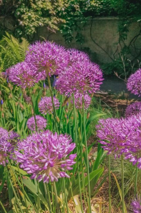 Allium Flowers Aesthetic, Alliums Aesthetic, Allium Aesthetic, Allium Flowers, Gardens Flowers, Flowers Colorful, Aesthetic Purple, Flowers Aesthetic, Nature Green