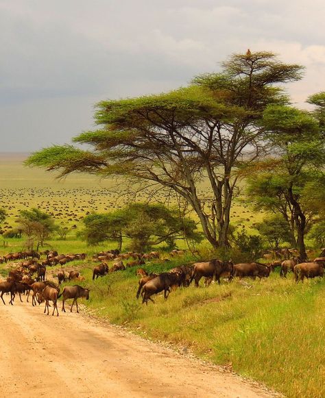 The iconic wildebeest migration across the Serengeti Plains in Tanzania. Would you witness this spectacular migration? 🦓🌿🇹🇿 #WildebeestMigration #Serengeti Serengeti Photography, The Great Migration African Americans, Great Migration Serengeti, Ngorongoro Crater Tanzania, Serengeti Tanzania, Serengeti Sunset, Tanzania Wildlife, East Africa, North Africa