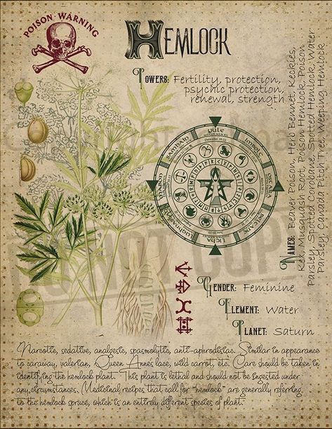 Hemlock | Book of shadows, Wiccan spell book, Herbal magic Witches Book Of Shadows, Journal Witchcraft, Plant Knowledge, Witches Book, Stary Papier, Magickal Herbs, Witch Herbs, Magia Das Ervas, Grimoire Book