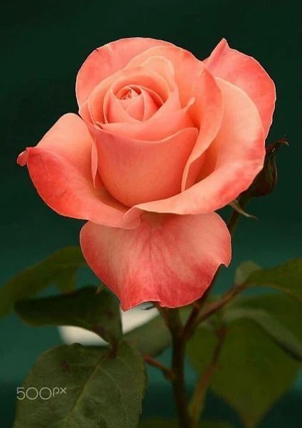 Colors Of Roses, نباتات منزلية, Rose Pictures, Hybrid Tea Roses, Most Beautiful Flowers, Orange Roses, Beautiful Rose Flowers, Garden Care, Love Rose