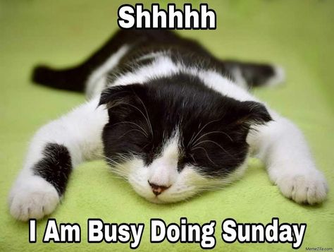 Sunday Morning Memes, Funny Sunday Memes, Gardening Memes, Sunday Meme, Friday Cat, Sunday Humor, Cats Happy, Funny Sun, Friday Images