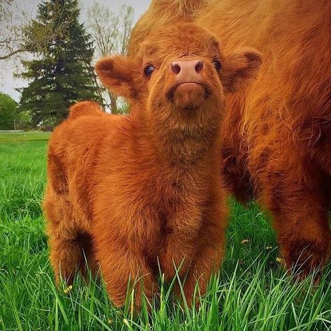 Baby Cows, Cow, Green