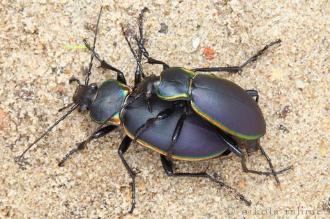 Glowing edged couple (ground beetles set) | Carabus marginal… | Flickr Beetle Insect, Beetles, Natural Light, Bugs, Bugs And Insects