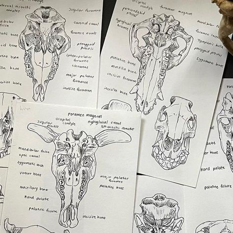 Dr. Leatrize 🇵🇭 on Instagram: "Vet notes: Skull Comparative Anatomy 💀💀💀" Animal Anatomy And Physiology, Vet Notes Aesthetic, Veterinarian Notes, Vet Aesthetic, Comparative Anatomy, Med Notes, Vet Tech School, Vet Notes, Medical Drawings