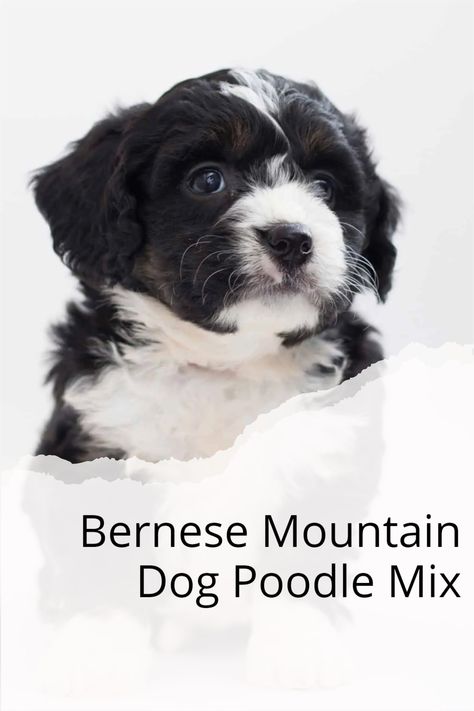 How To Groom A Bernedoodle, Mini Bernedoodle Haircut, Bernedoodle Grooming, Farm Puppy, Bernedoodle Haircut, Bernie Doodle, Bernese Mountain Dog Poodle, Doodle Grooming, Winter Haircuts