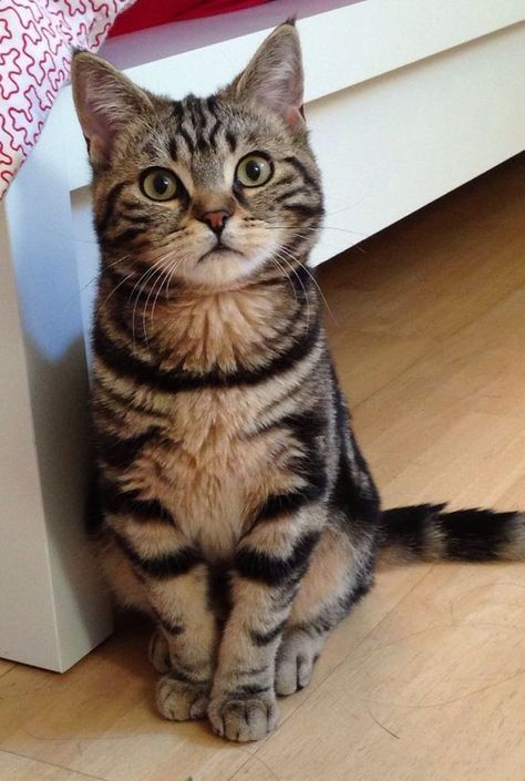 Beautiful cat sitting down #beauty #cutecat #sittingcat Cat Short Hair, Short Haired Cat, Cute Tabby Cat, British Cat, Candy Cat, Sweet Cat, Shorthair Cat, Short Hair Cats, British Shorthair Cats