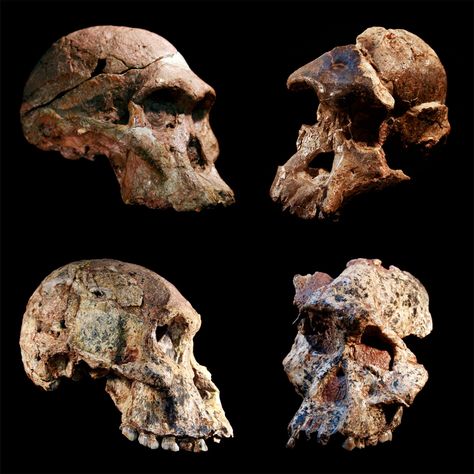 The earth doesn't give up its secrets easily—not even in the "Cradle of Humankind" in South Africa, where a wealth of fossils relating to human evolution have been found. Cradle Of Humankind, Homo Habilis, Dna Genetics, Space Research, Rift Valley, Archaeology News, Early Humans, Human Evolution, Africa Do Sul