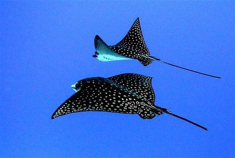 Stingray Reference, Stingray Photography, Sting Ray Wallpaper Aesthetic, Stingray Top View, Stingray Wallpaper Laptop, Stingray Photo, Bat Ray, Blue Spotted Stingray, Ray Fish