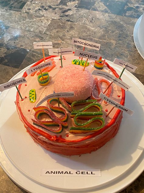 Edible Cell Project Ideas, Animal Cell Cake, Edible Cell Project, Cell Cake, Edible Cell, Cell Model Project, Animal Cell Project, Nuclear Membrane, Cell Project