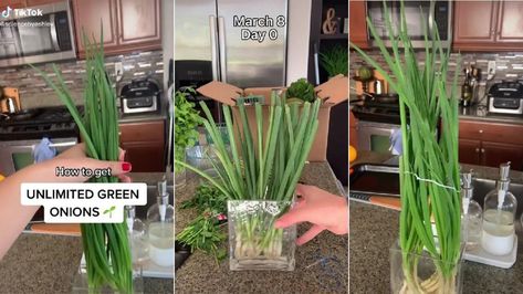 How To Grow Unlimited Green Onions Like A Pro Onion Planting, Green Onions Growing, Asian Dish, Spring Onions, How To Get Thick, Delicious Vegetables, Eco Living, Green Onion, Fresh Green