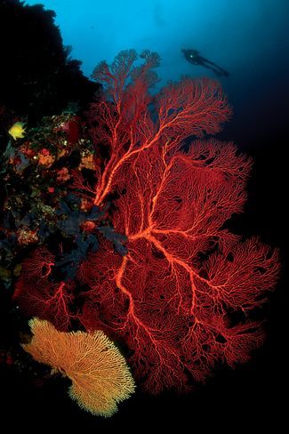 Top 100 Readers Choice Awards: Pacific and Indian Ocean | Scuba Diving Ceramic Coral Reefs, Reef Photography, Coral Reef Photography, Ocean Life Photography, Ocean Beauty, Under The Ocean, Big Animals, Underwater Photos, Coral Reefs