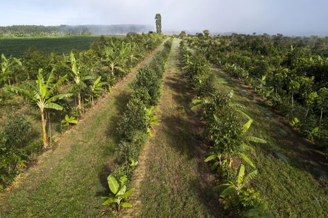 Syntropic Agroforestry, Syntropic Agriculture, Syntropic Farming, Food Forest Garden, Animal Garden, Natural Farming, Farming System, Farm Layout, Permaculture Gardening