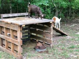 Shed Out Of Pallets, Goat Shelter Ideas, Goat Playground, Goat Toys, Goat Shed, Livestock Shelter, Goat Shelter, Goat Pen, Shelter Ideas