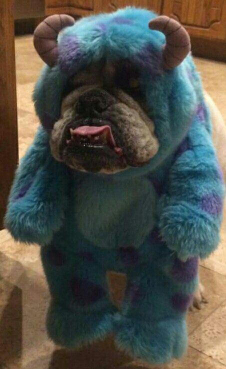 Bulldog Costumes, Bulldog Halloween Costumes, Sully Costume, Bulldog Costume, Cute Bulldog Puppies, Cute Dogs Images, Very Cute Puppies, Bulldog Funny, Cute Bulldogs