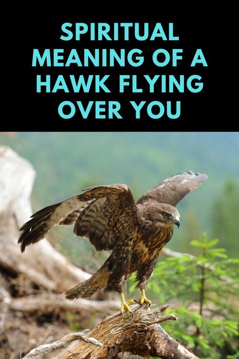 Hawk Meaning, Hawk Symbolism, Hawk Spirit Animal, Hawk Flying, Native American Beliefs, Native American Zodiac, Cherokee Language, Spirit Animal Meaning, Animal Meanings