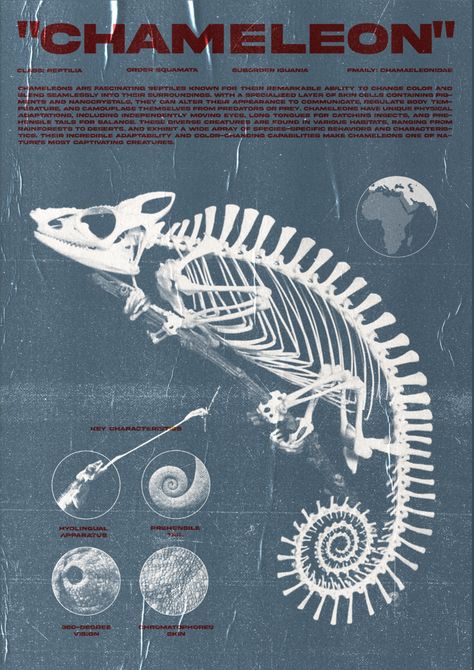 Chameleon skeleton poster Chameleon Skeleton, Etsy Poster, Chameleon Art, Moving Eyes, Muscular System, Chameleons, Hidden Beauty, Skeleton Art, Layers Of Skin